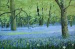 Bluebells1